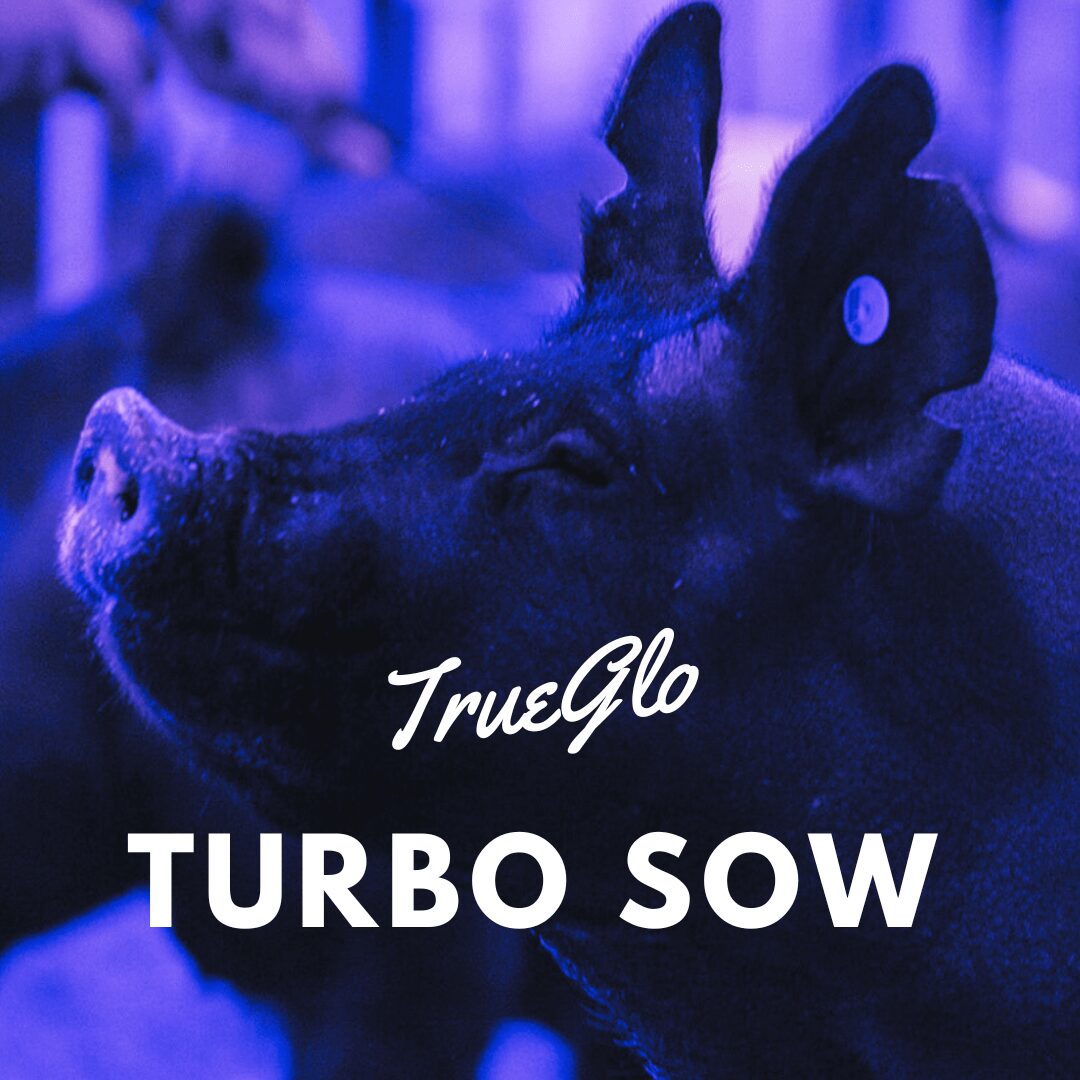 TrueGlo Turbo Sow