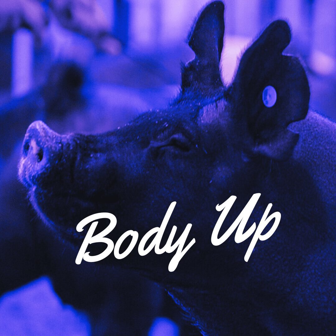Body Up is a densely fortified fiber supplement for show pigs