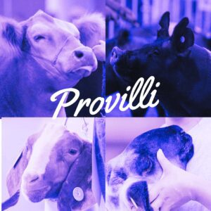 Provilli for topical and oral use