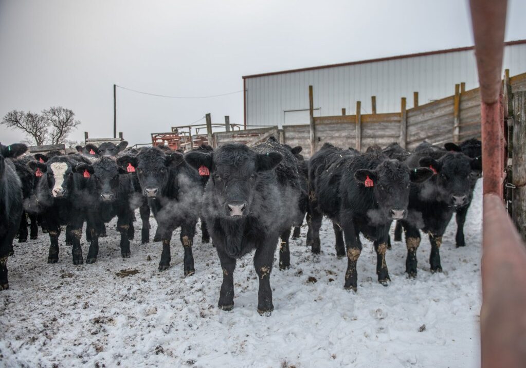 Calves on feed