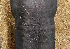 Cracked Back / Dippity Pig 150 lb Barrow