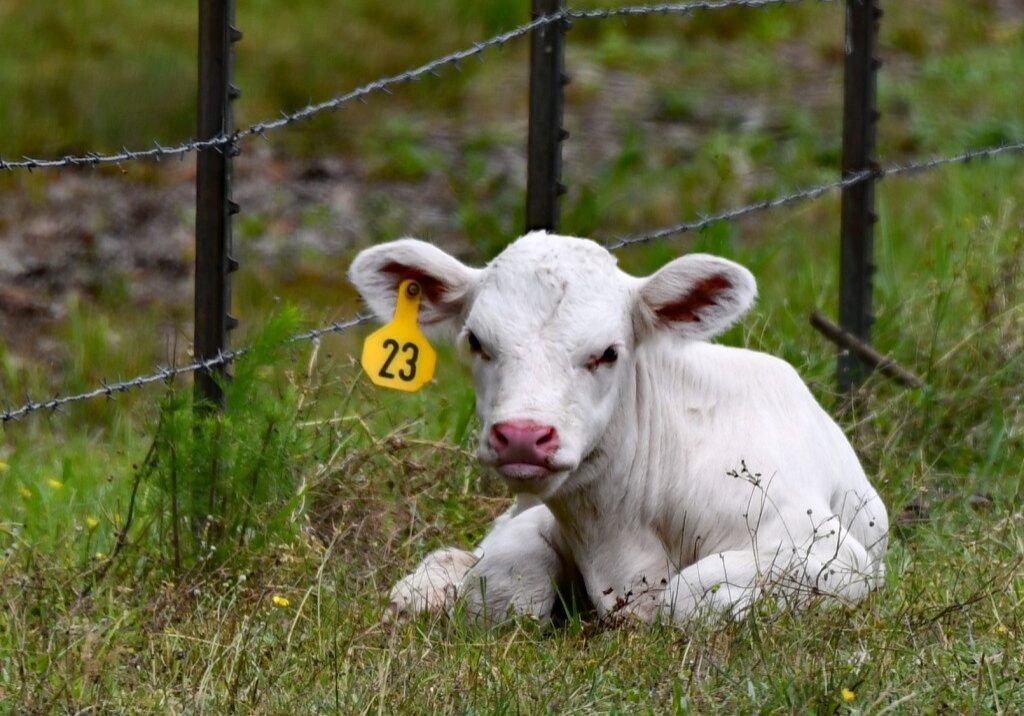 a calf on the pasture