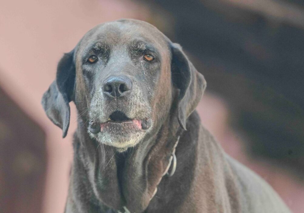 Older chocolate Labrador Retriever with a gray muzzle looking toward the camera