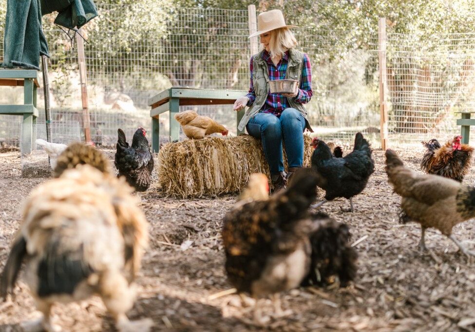 woman feeding the chickens