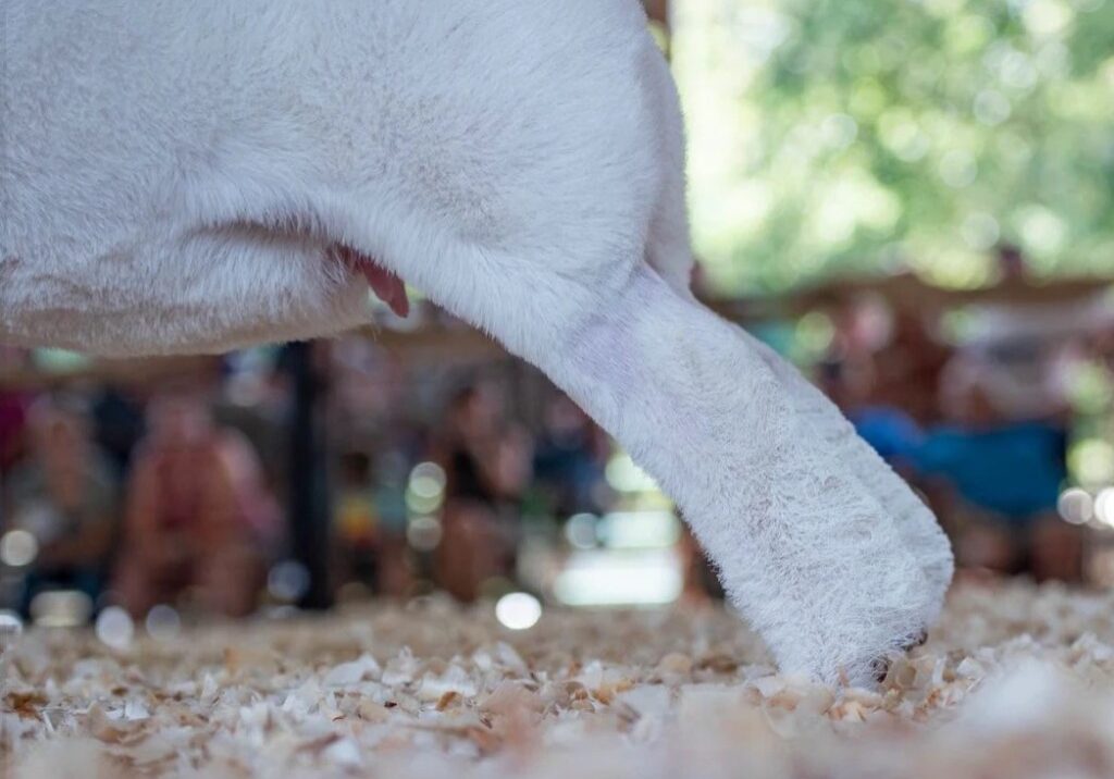 The lower leg of a show goat in the shavings. The pastern and the skin around the dew claws are where heel mites do their damage and where the crusting starts.
