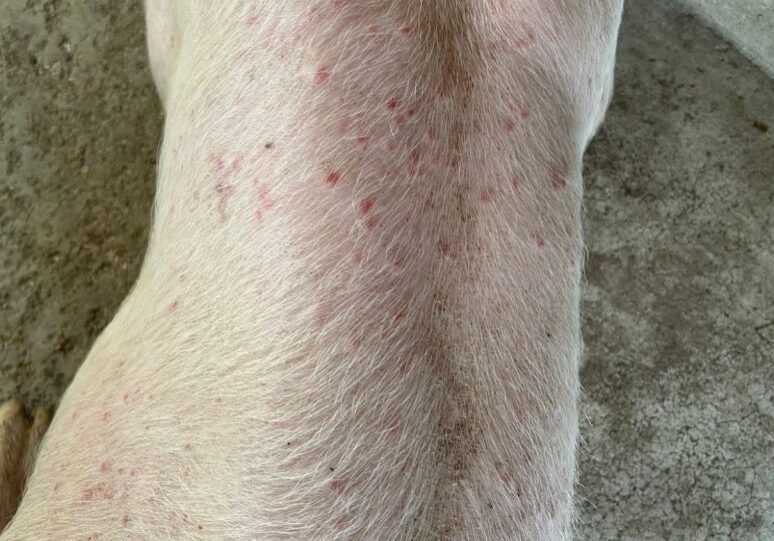 A white show pig photographed from above, with small separate red spots scattered across his topline, shoulders and both sides and normal skin in between. Both ears are in frame and look clean.