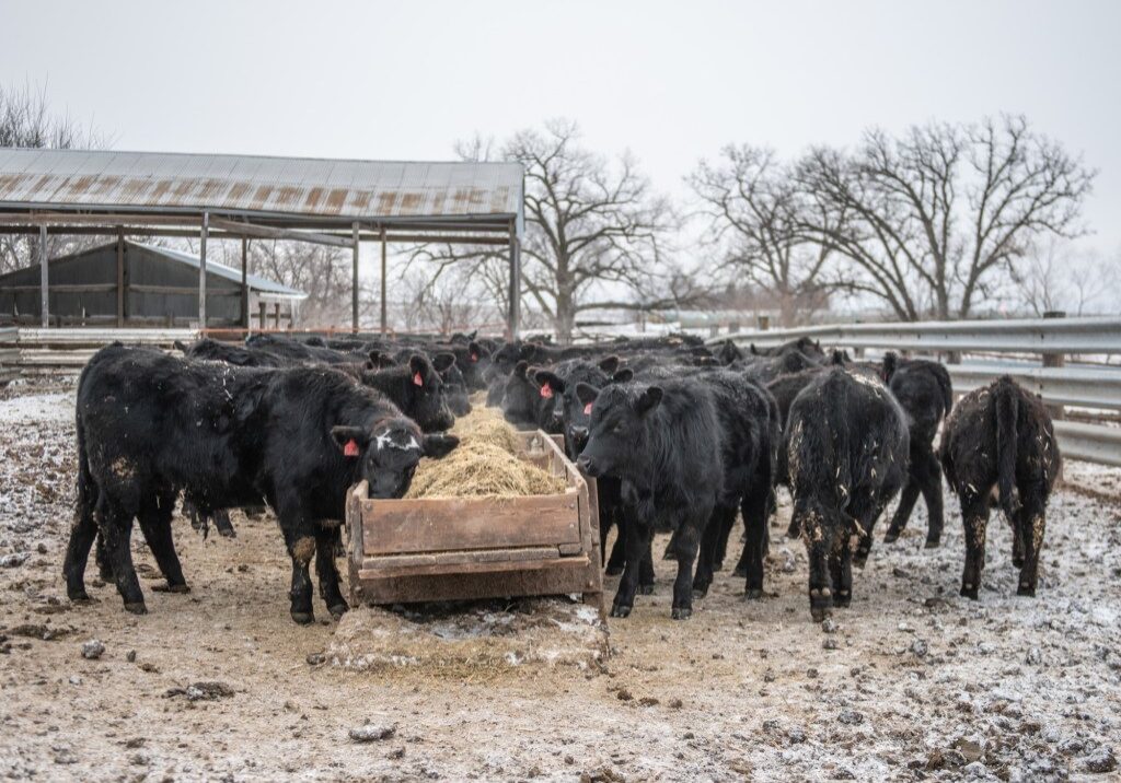 Weaned black calves eating hay at a bunk in a dry lot